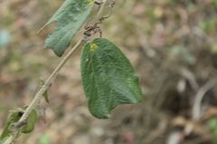 Passiflora bogotensis