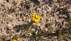 Rhynchosia ferulifolia