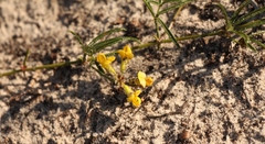 Rhynchosia ferulifolia