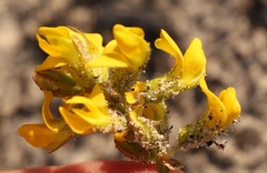 Rhynchosia ferulifolia