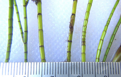 Thalassodendron leptocaule