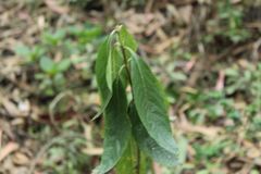 Lippia hirsuta
