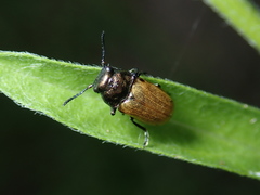Labidostomis