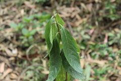 Lippia hirsuta