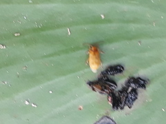 Galerucella nymphaeae