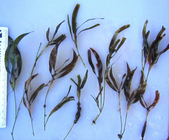 Thalassodendron leptocaule