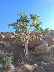 Ficus cordata cordata