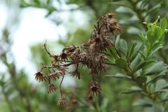 Monticalia corymbosa