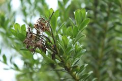 Monticalia corymbosa