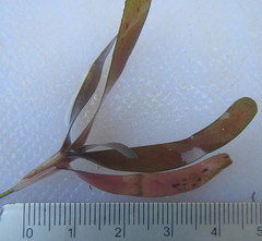 Thalassodendron leptocaule