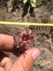 Aphyllon corymbosum