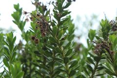 Monticalia corymbosa