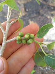 Ficus cordata cordata