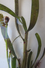 Thalassodendron leptocaule