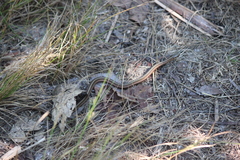 Thamnophis brachystoma