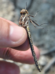 Phanogomphus exilis