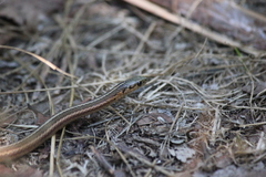 Thamnophis brachystoma