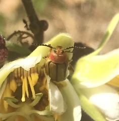 Disonycha stenosticha