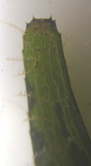 Thalassodendron leptocaule