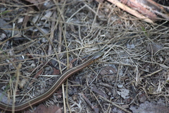 Thamnophis brachystoma