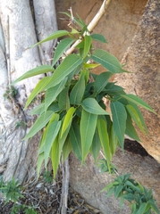 Ficus cordata cordata