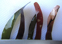 Thalassodendron leptocaule