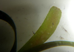 Thalassodendron leptocaule