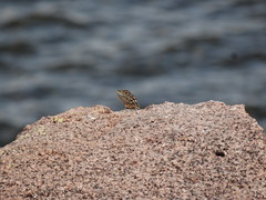 Tropidurus spinulosus