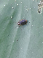 Galerucella nymphaeae