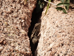 Tropidurus spinulosus