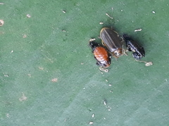 Galerucella nymphaeae