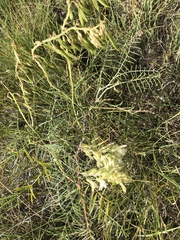 Astragalus racemosus