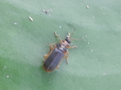 Galerucella nymphaeae