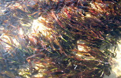 Thalassodendron leptocaule