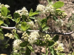 Ceanothus martini