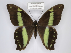 Papilio nireus
