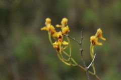 Cyrtochilum densiflorum