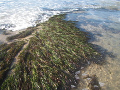 Thalassodendron leptocaule