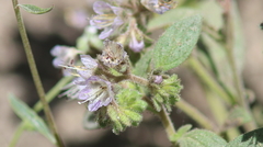 Phacelia congdonii