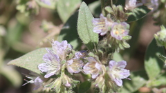 Phacelia congdonii