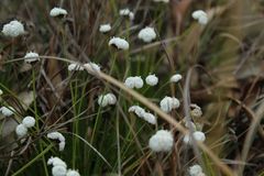 Paepalanthus