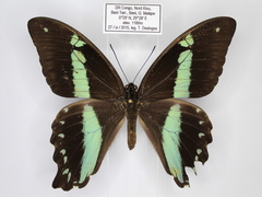Papilio nireus