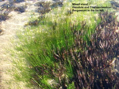 Thalassodendron leptocaule