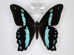 Papilio nireus
