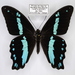 Papilio nireus nireus - Photo (c) Thomas Desloges, algunos derechos reservados (CC BY-NC), subido por Thomas Desloges