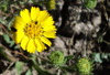 Coastal Tarweed - Photo (c) Barbara Banfield, some rights reserved (CC BY), uploaded by Barbara Banfield
