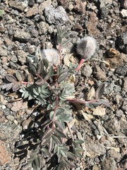 Astragalus newberryi