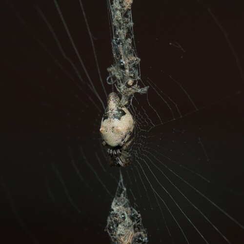 Humped Trashline Orbweaver photo 3