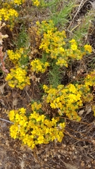 Deinandra clementina