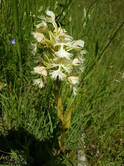 Platanthera praeclara